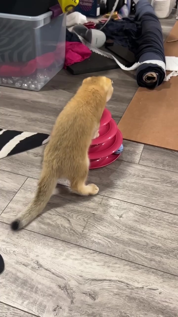 Босс.. котик