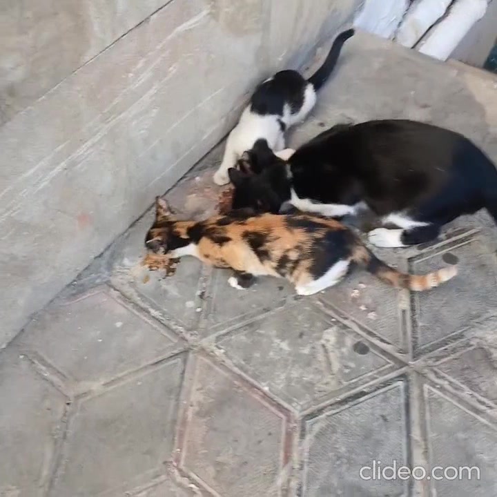 Неизвестнве котята.