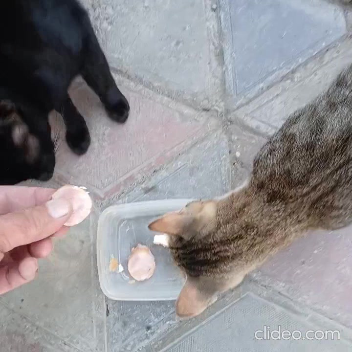 Знакомые кошки.