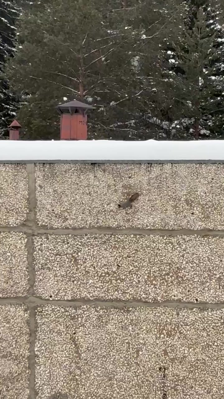 Белка-ниньзя