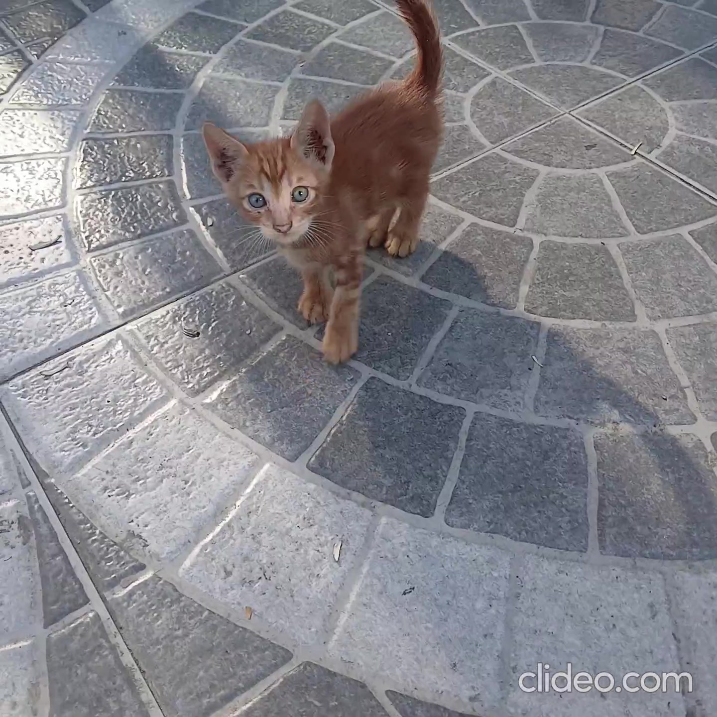 Пипетка и котята.