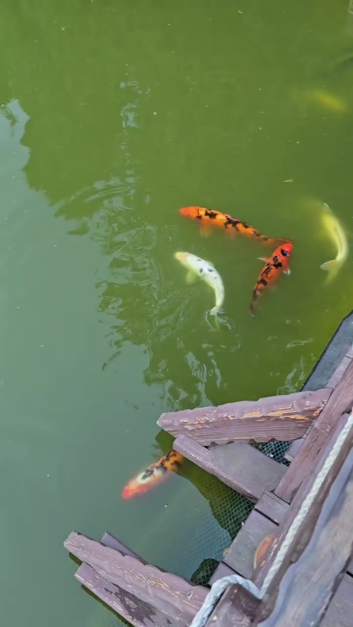 koi