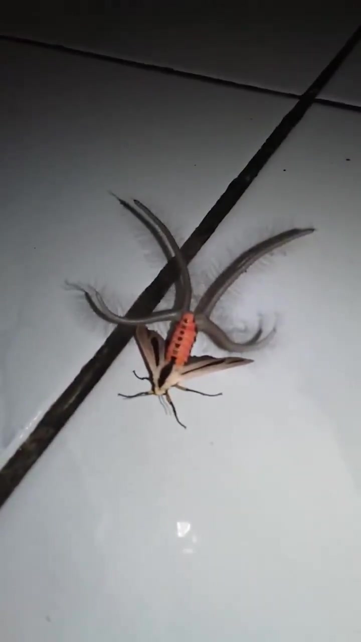 Моль Бафомета.