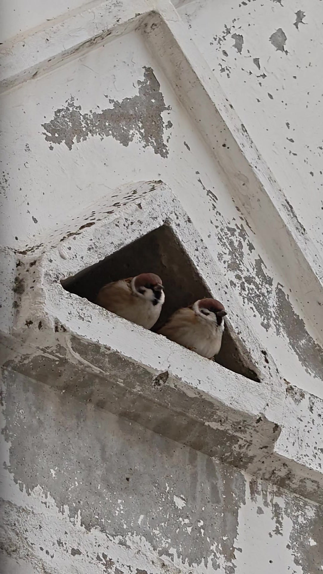 Минута из жизни воробёв