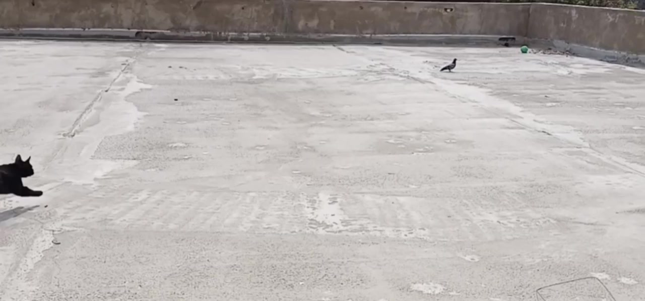 Мартын и голуби)