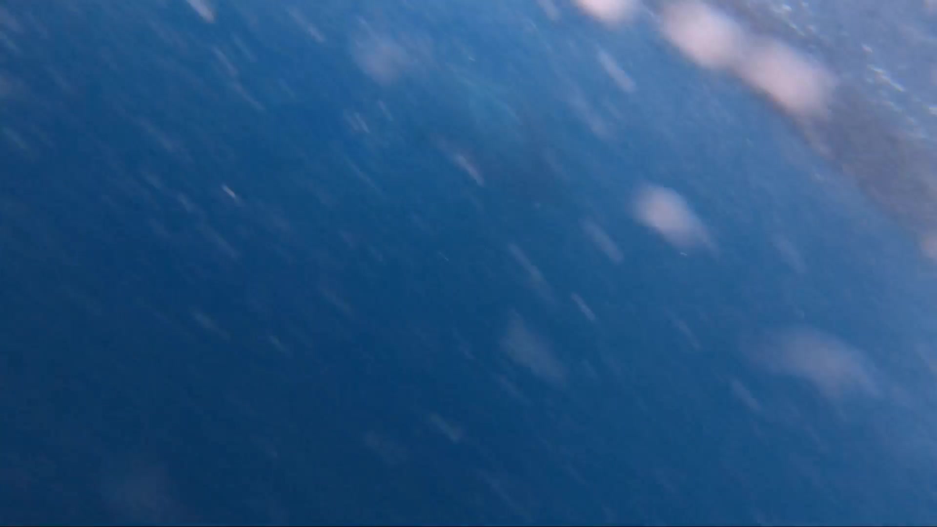 whale shart tour sumbawa