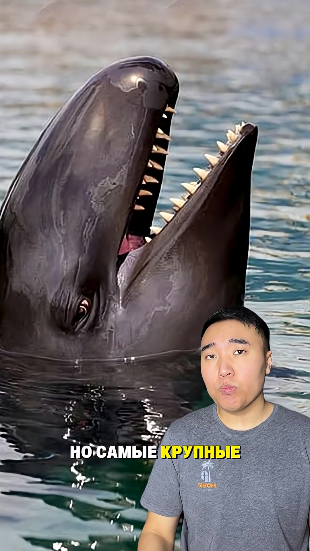 Ложная касатка.