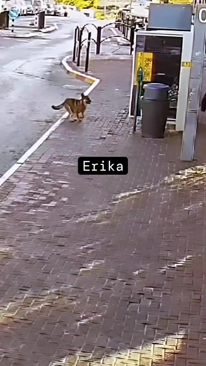 Собаки гоняют еврея.