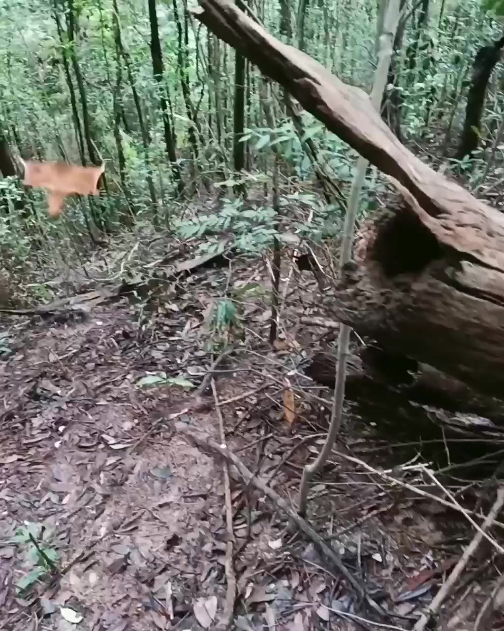 Жырный белко.