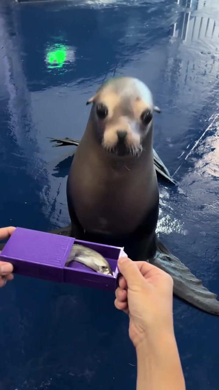 Котик морской.