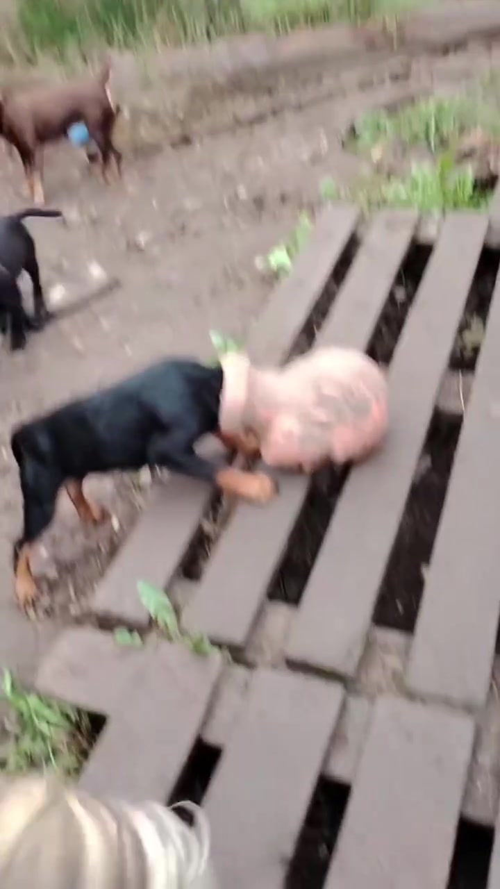 Внезапная хуманизация