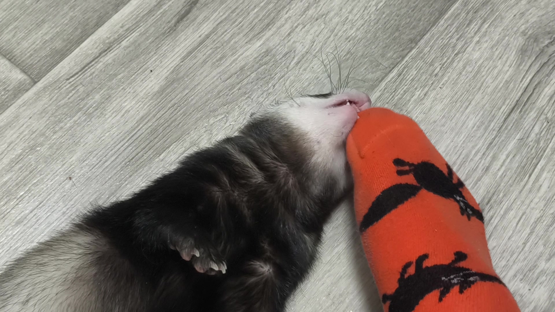 Хорьки играют 