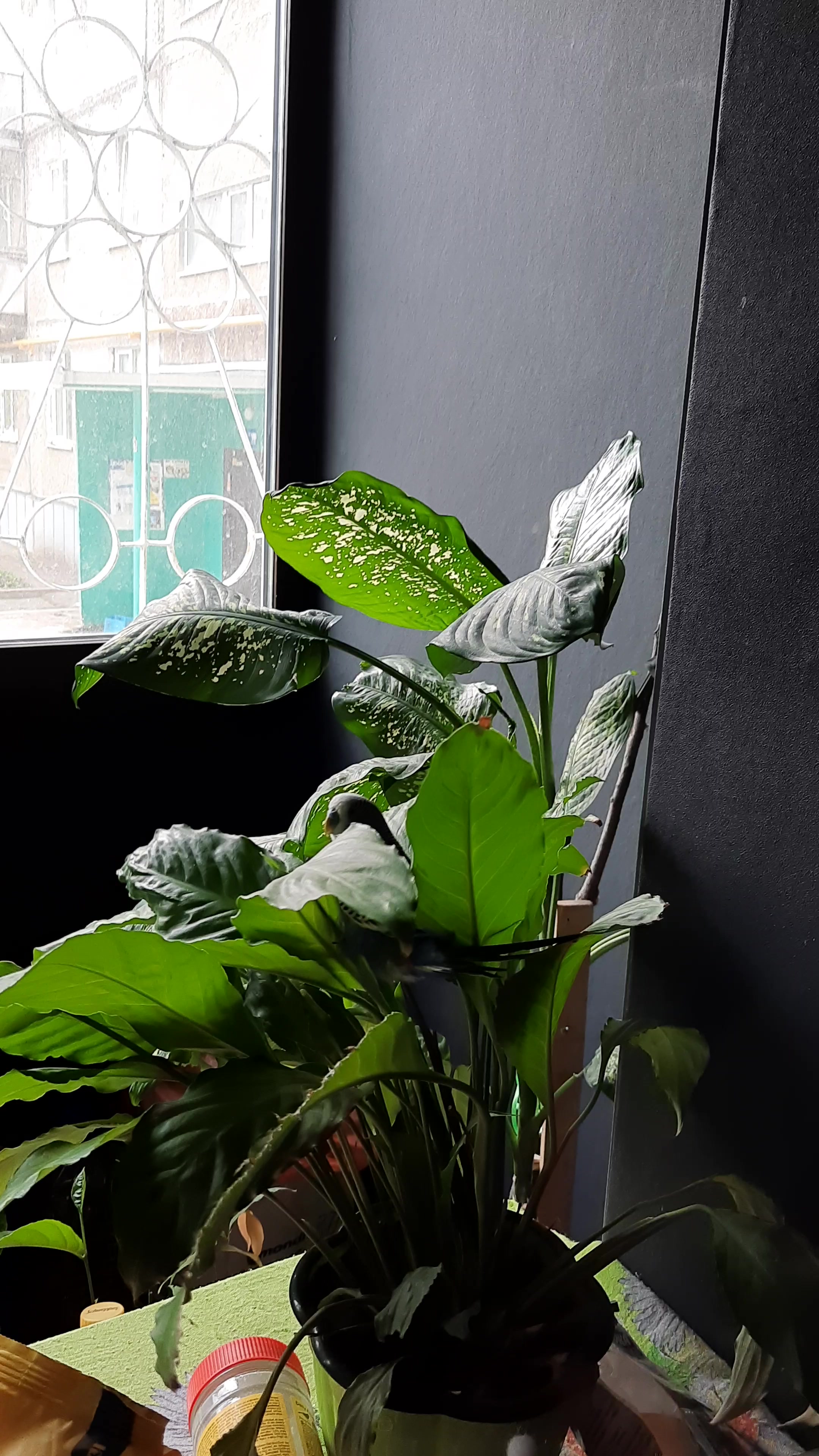 Курятина с зеленью