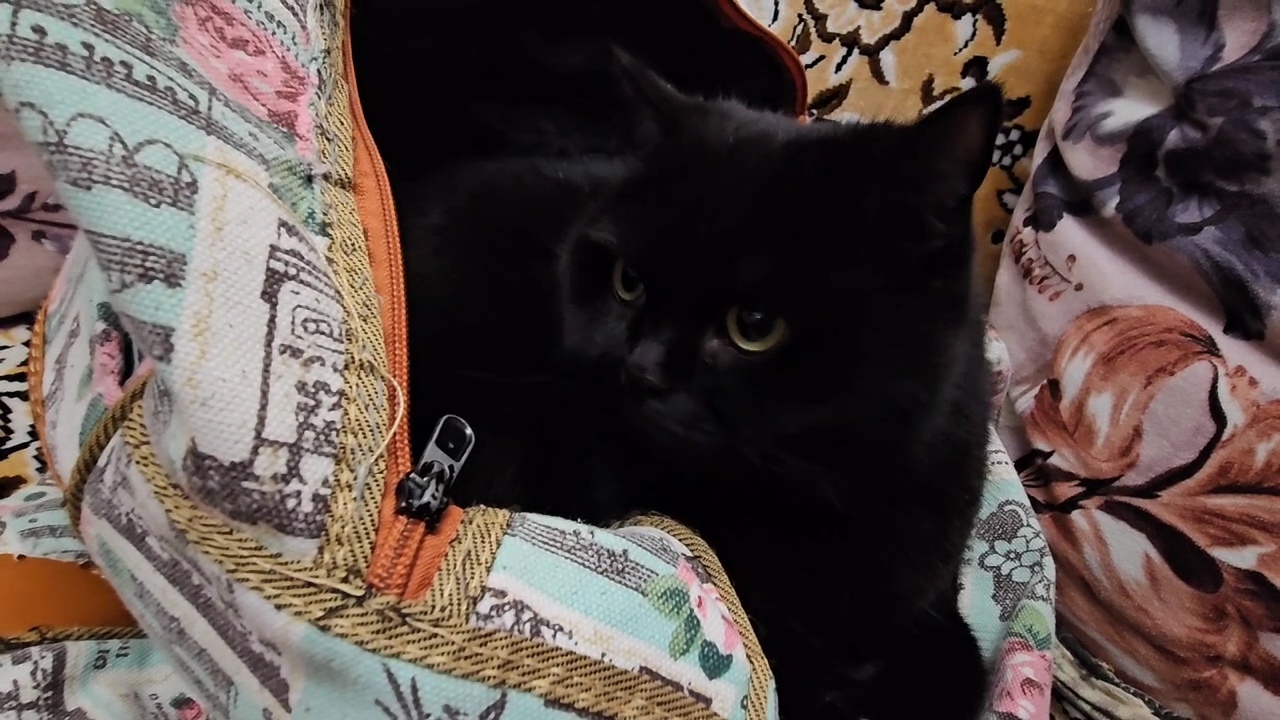 230126•10587/Ричик в сумочке!