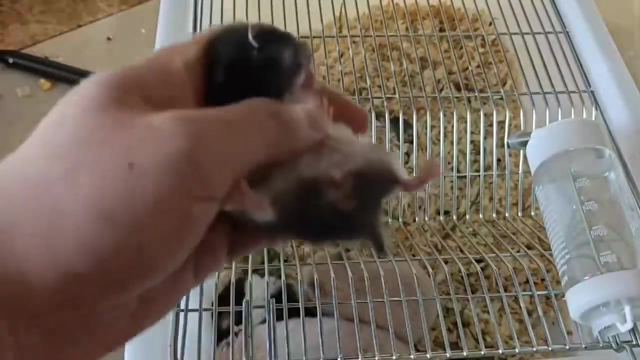 Выдрачивание крысы