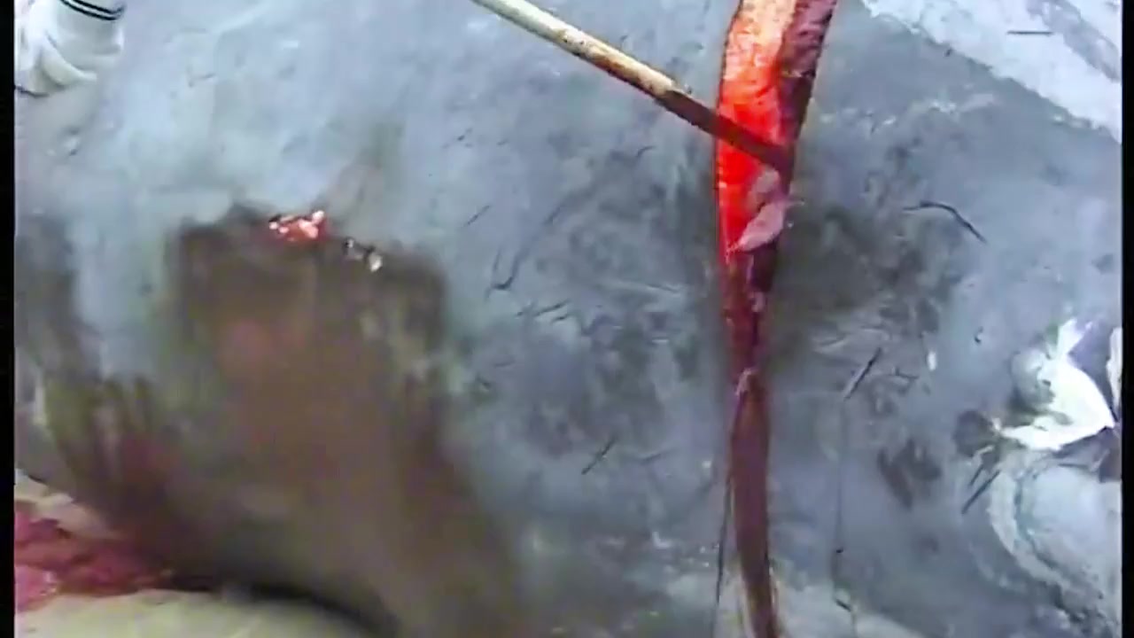 Кит, дохлый.