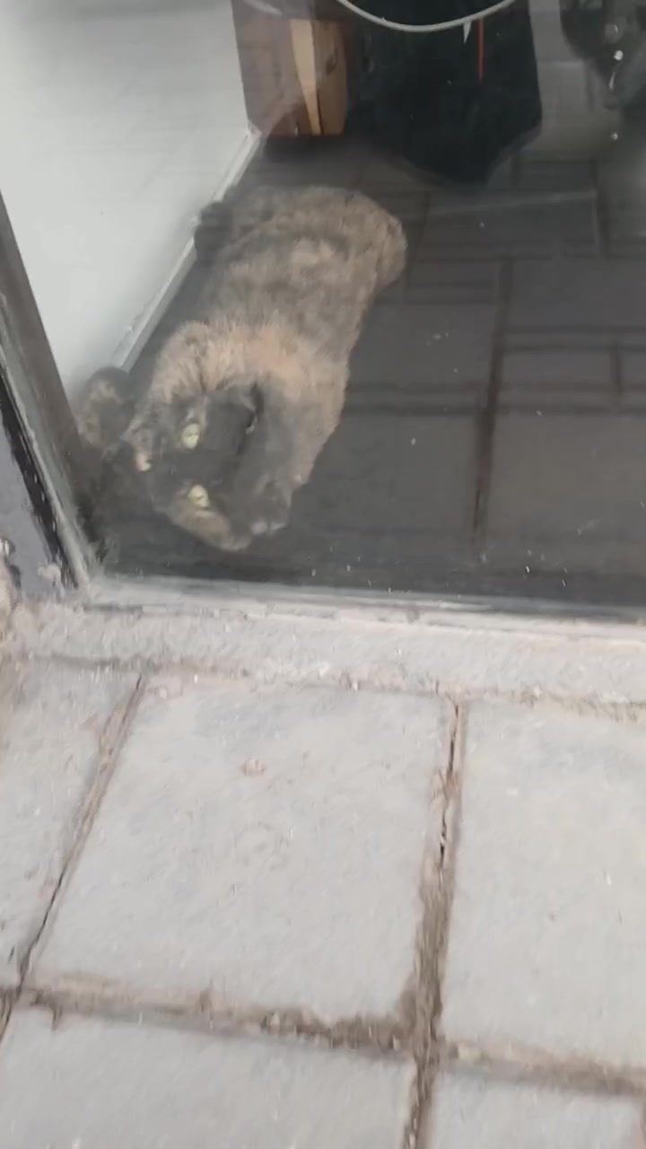 Кошка из музыкального магазина.