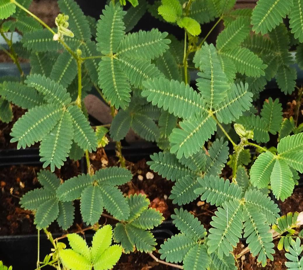 Мимоза стыдливая