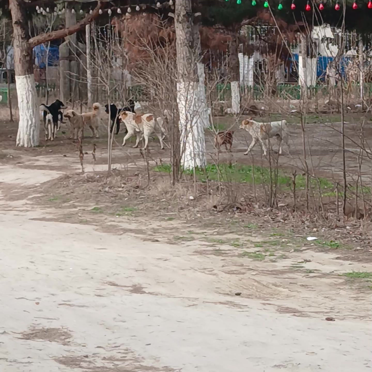 Собачья свадьба.