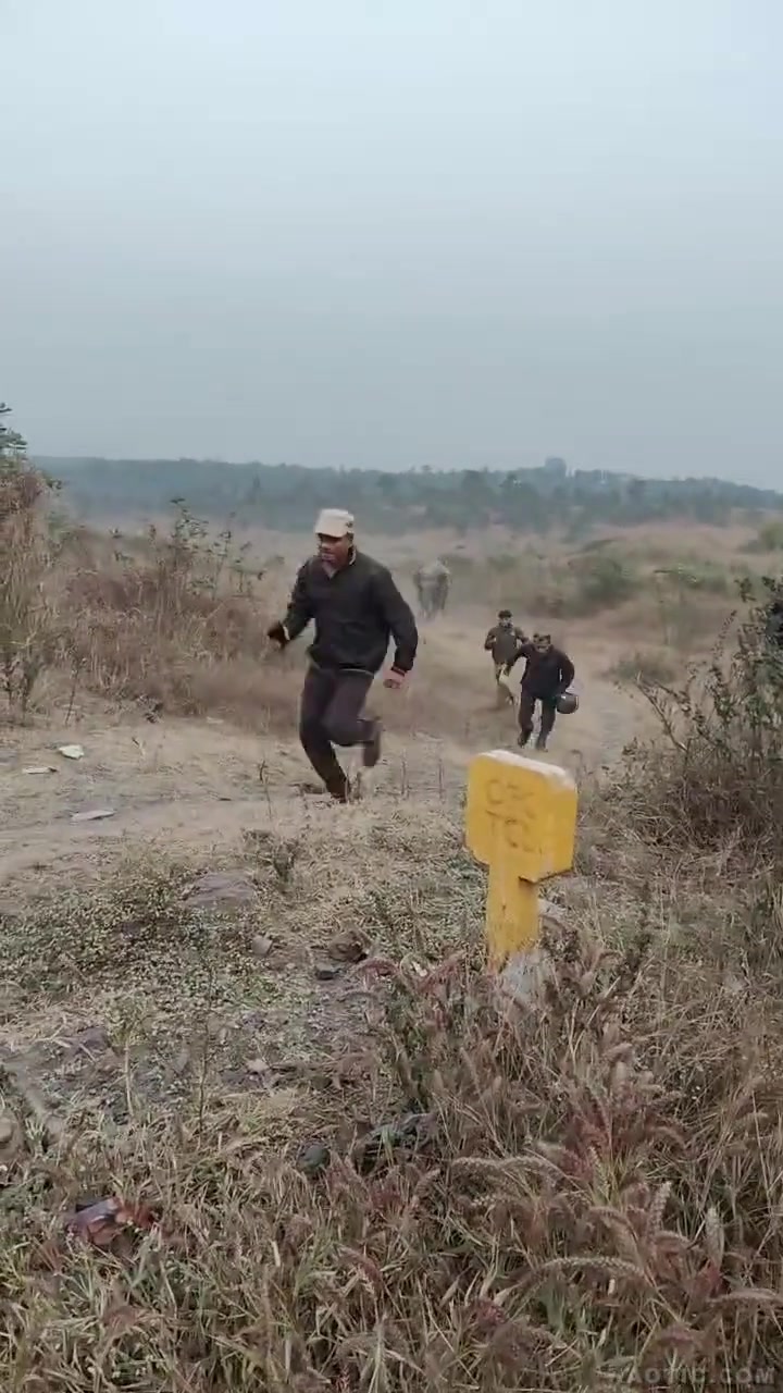 Нападение слона.