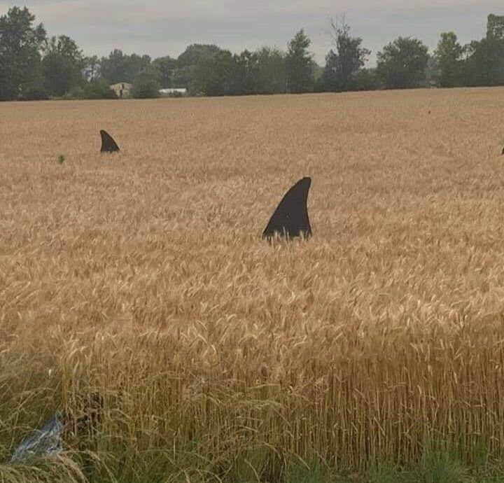 Стопа, медицинское.