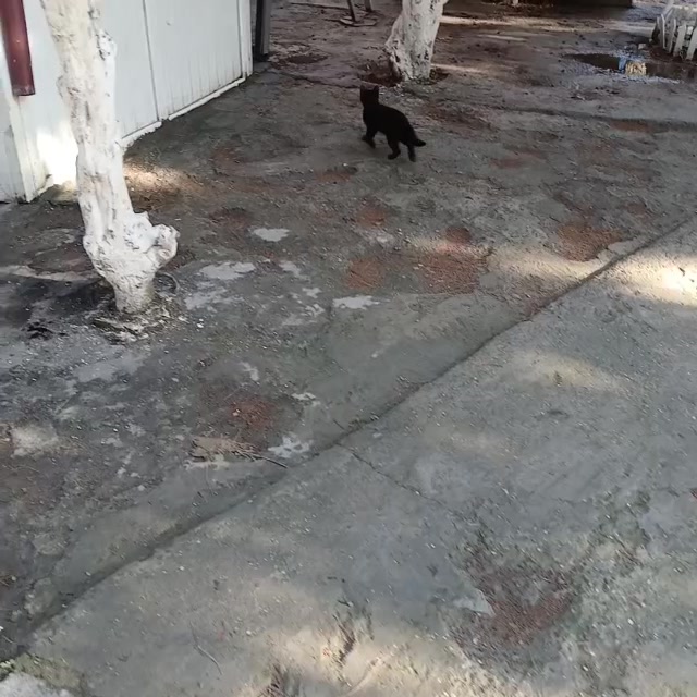 Котовье трио)