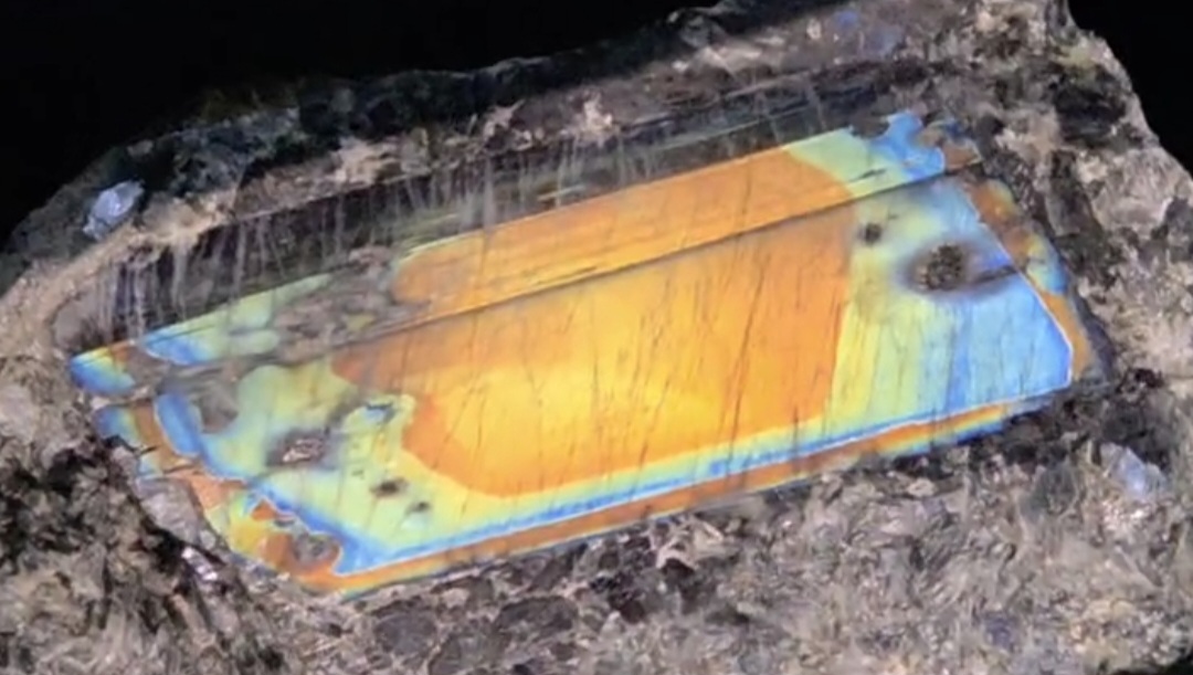 Ирризация лабродора