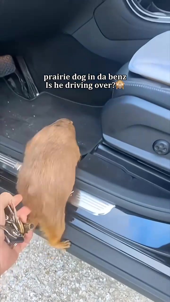 Луговая собачка.