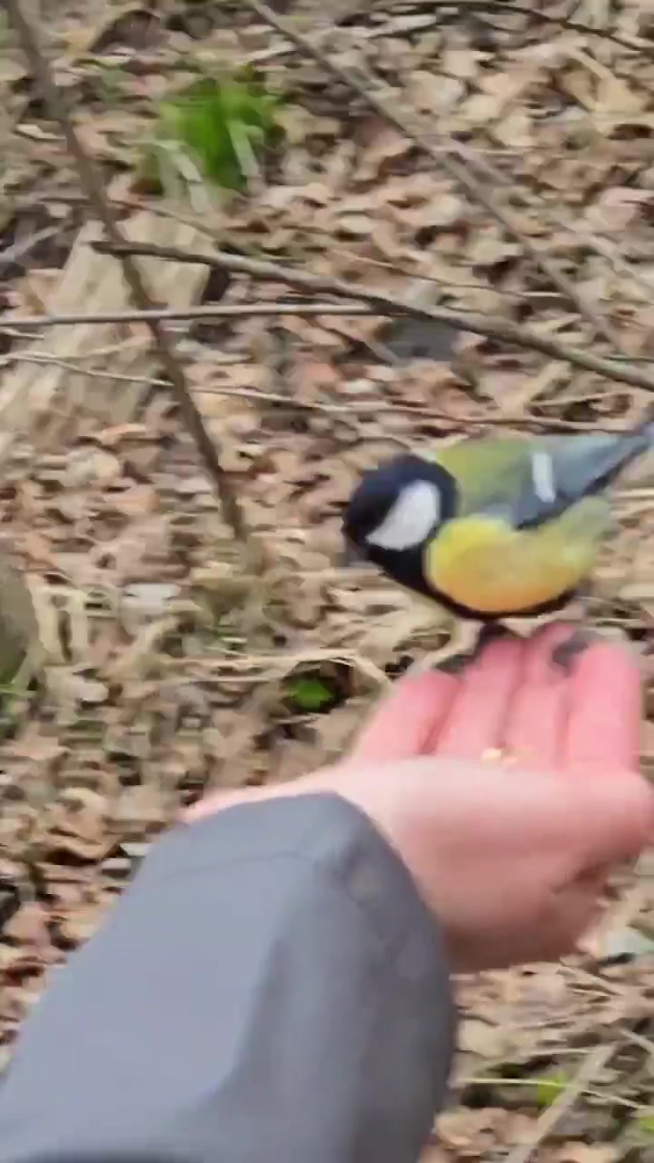 Кисловодск. Нахальная синичка