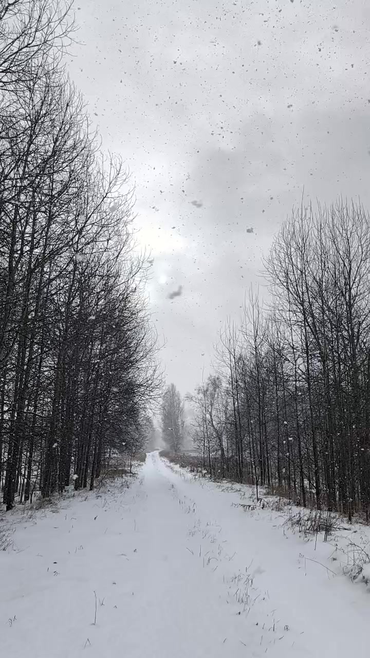 Новосибирская область. Дорога на Дзержинский. 09.11.2024