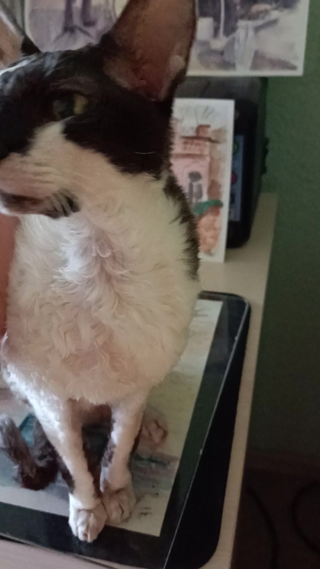 Глажу Фаньку