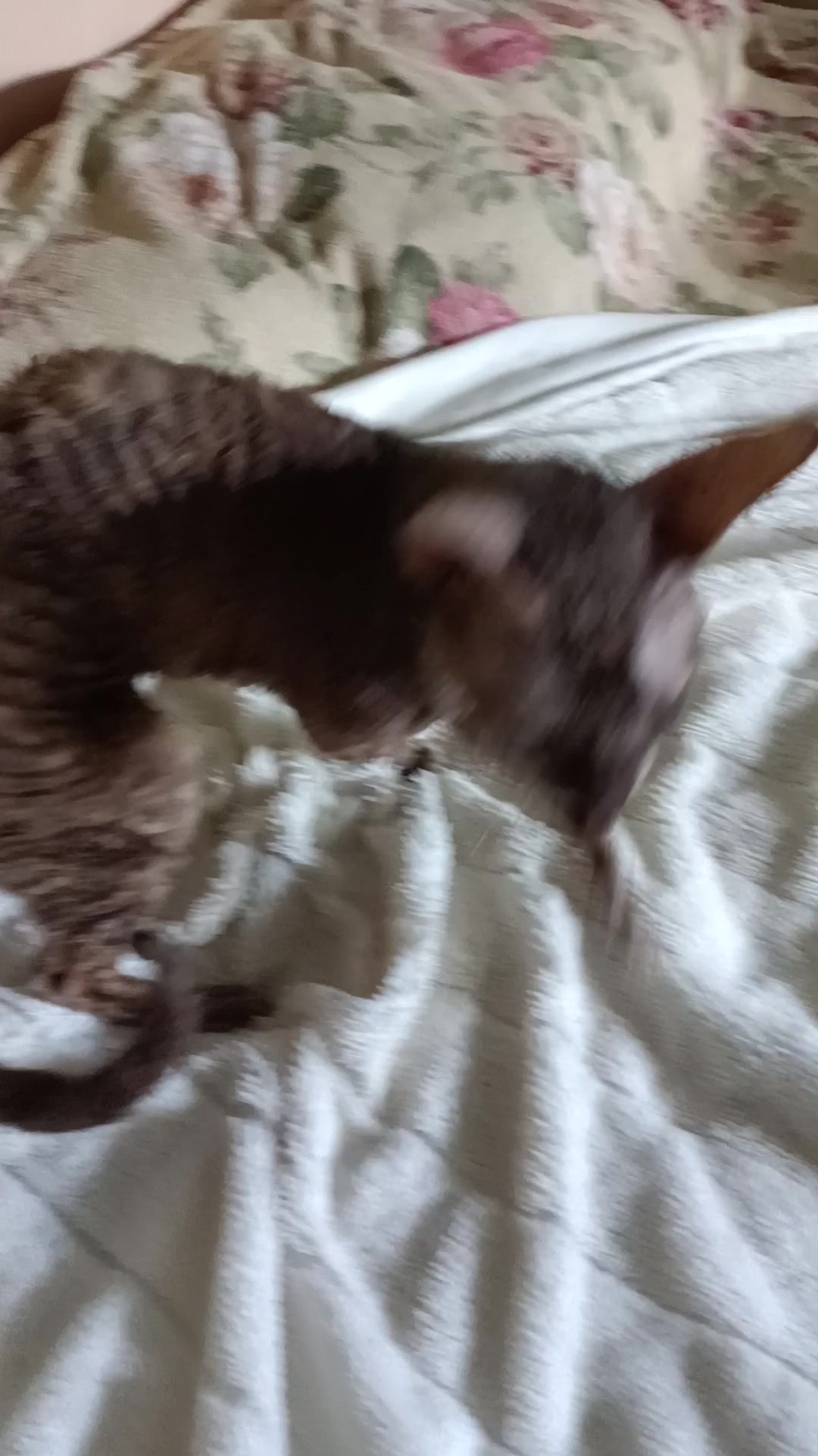 Котовина встала не с той ноги и орёт