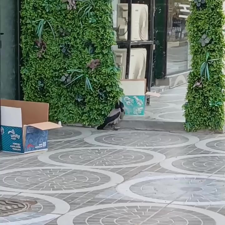 Ворона
