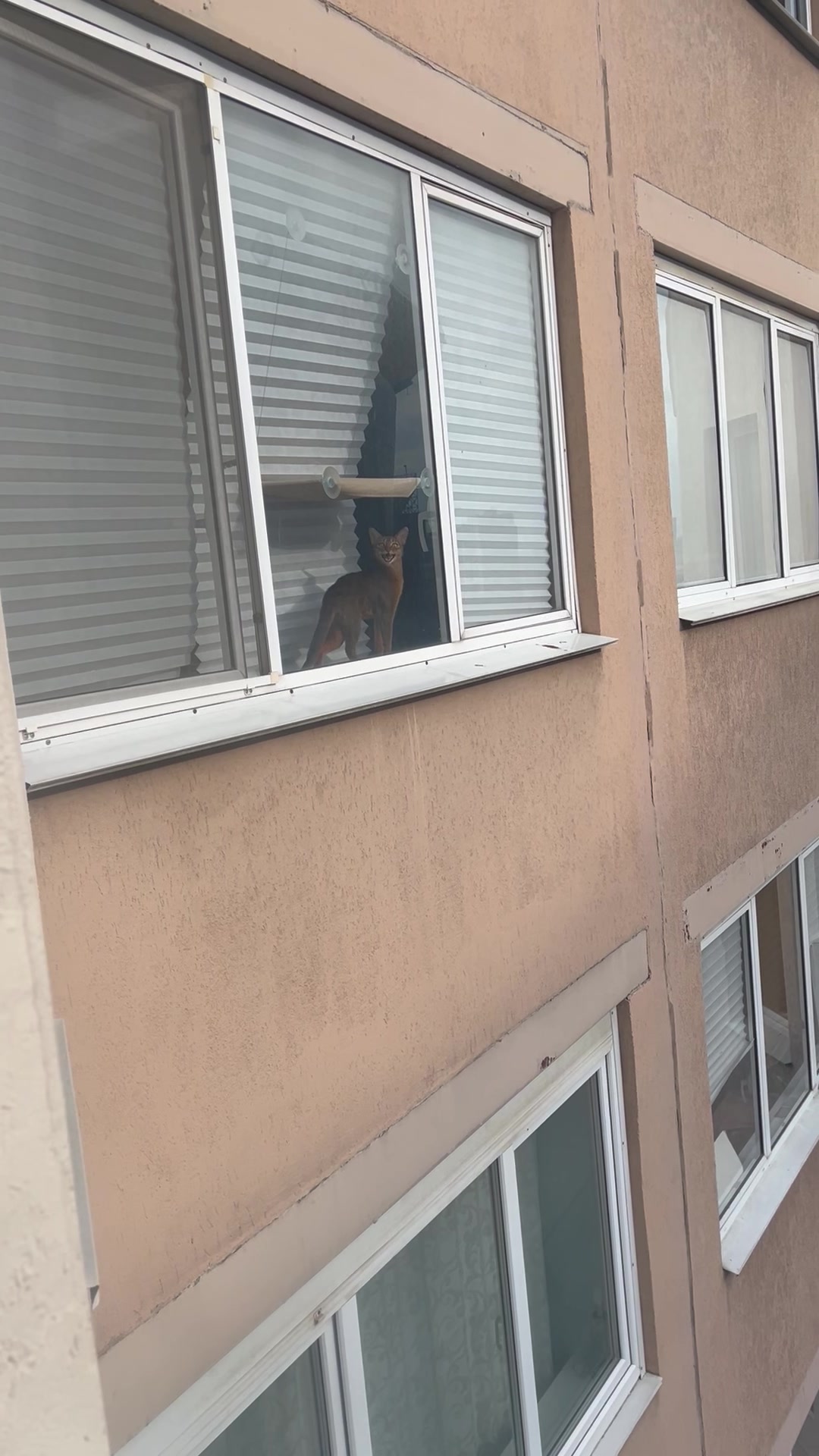 Ириска в окошке