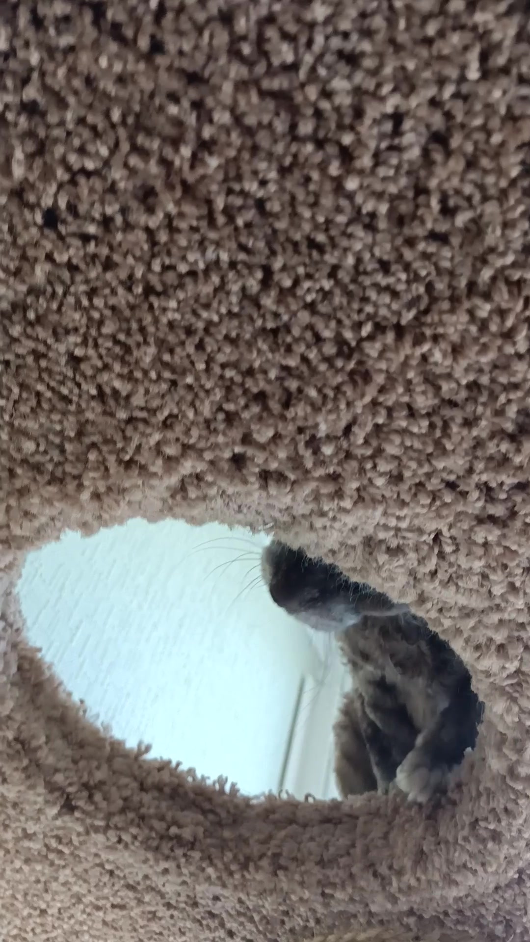 Котовочка дуркует