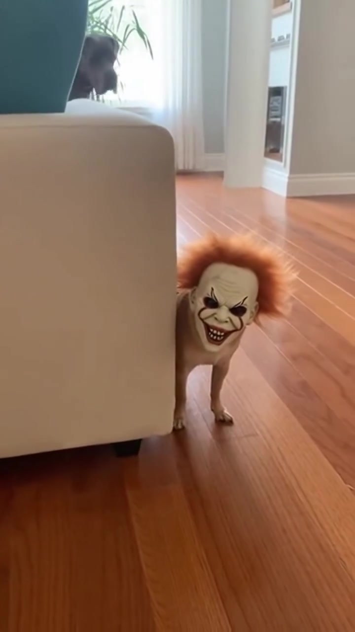 Chico 
