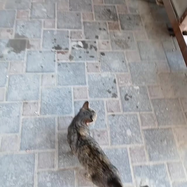 Кошки во дворе.