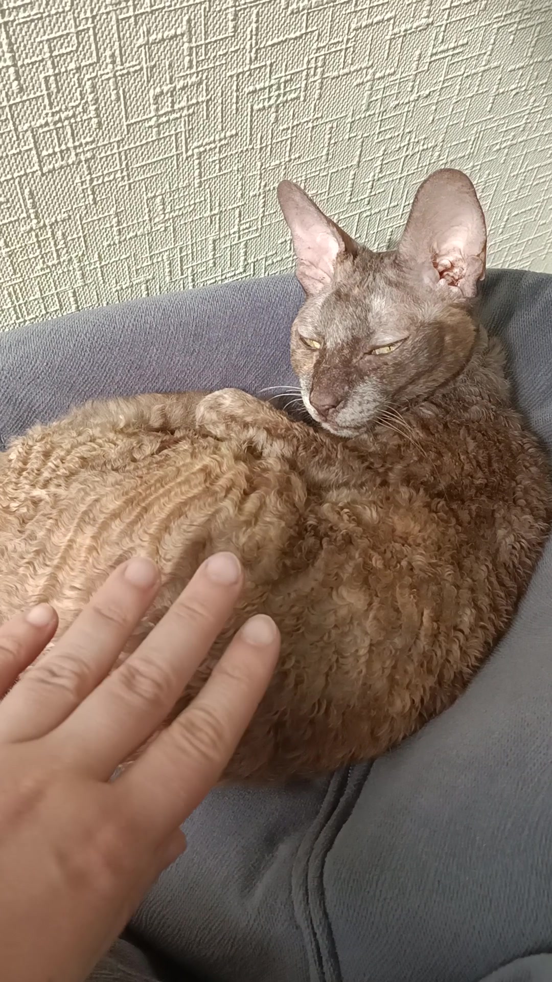 Кошечки культурно отдыхают